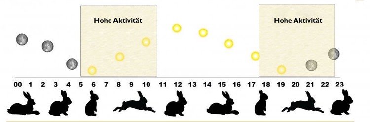 iepure-exercițiu-activ-dimineață-seară