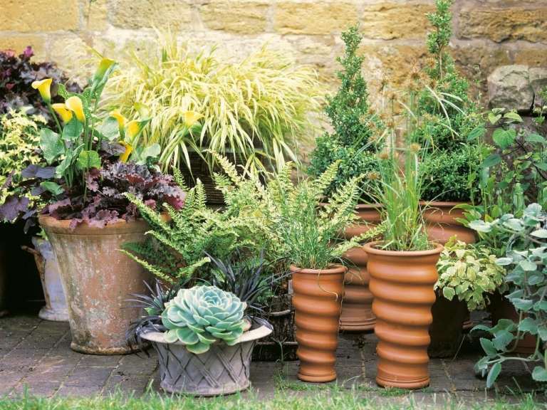 Proiectarea unei grădini de cadă Plantele perene ornamentale aduc varietate