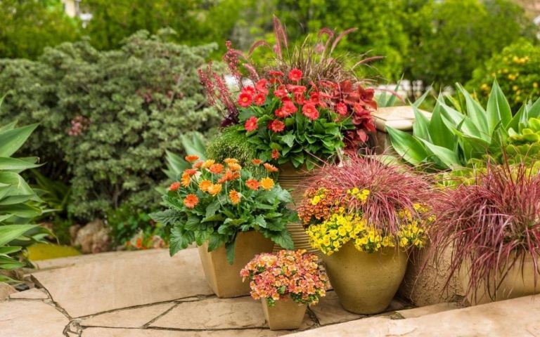 Proiectarea unei grădini de cadă Sfaturi Combinarea ideilor Plante