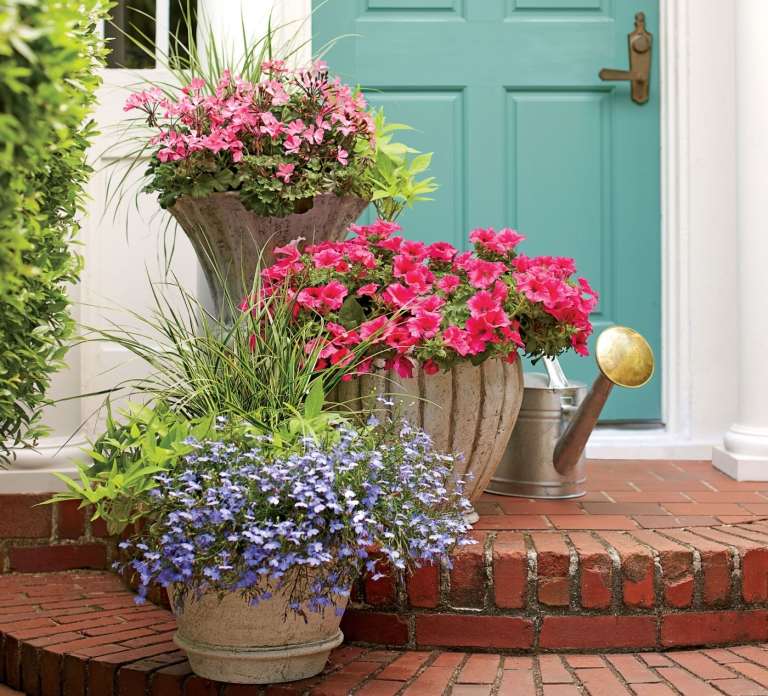 Idei de plantare în grădină în ghivece ierburi ornamentale flori anuale stropi de culoare