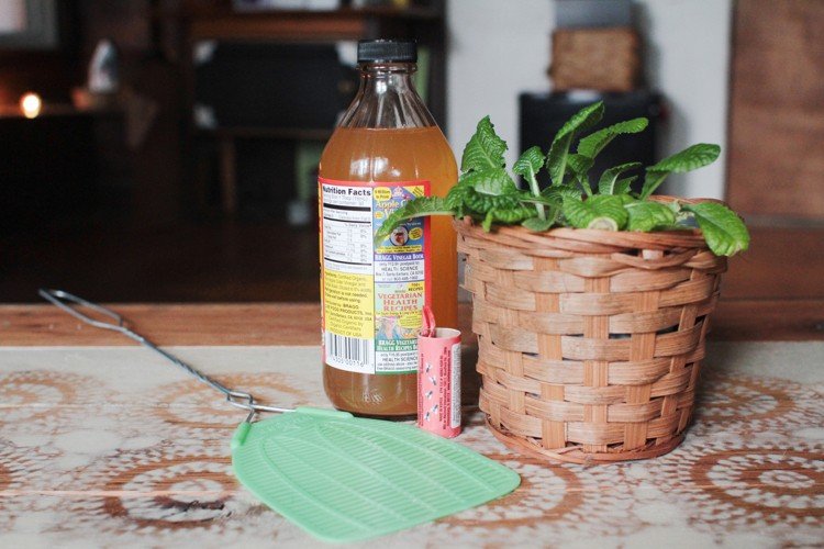 Controlați muștele din solul de ghiveci folosind metode naturale Muște în solul de ghiveci-luptă-acasă-remedii-mușchi-coș-oțet