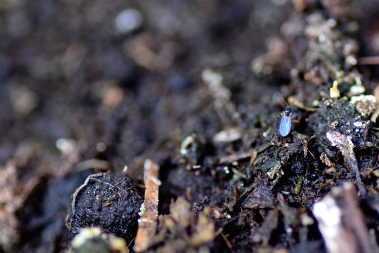 Închiderea ghiveciului de flori ajută împotriva muștelor din substrat Muște-amestec de sol-luptă-substrat-sol-detaliu