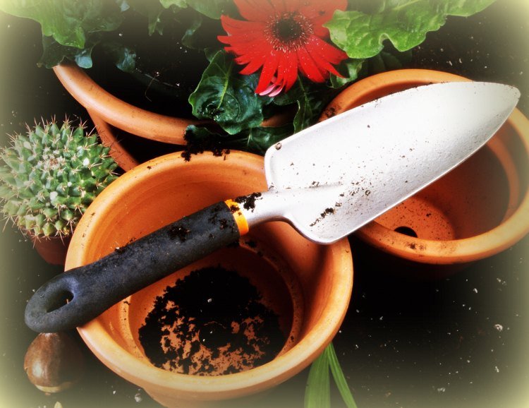 curățați și repotați plantele infestate Plante cu ghivece de flori și unelte de grădinărit