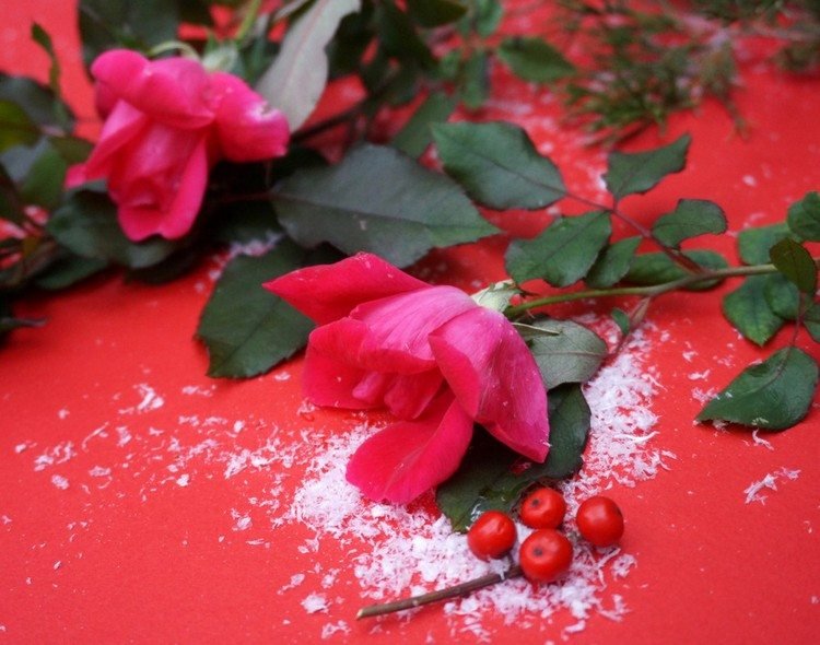 trandafiri roșii din grădină sau florărie mici-rosii-fructe-de-padure-decor-toamna-iarna-rosii-rosii