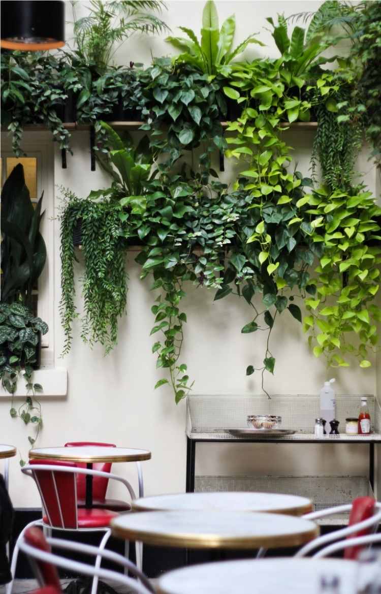 Aranjați plante cățărătoare pe terasa sau balconul apartamentului plante cataratoare-balcon-terasa-apartament-scaune-mese-proaspat-verde