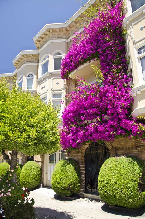 Plantele cățărătoare balcon decor fațadă purpurie magică Plantele care se cățără pe balcon înverzesc fațada purpurie magică