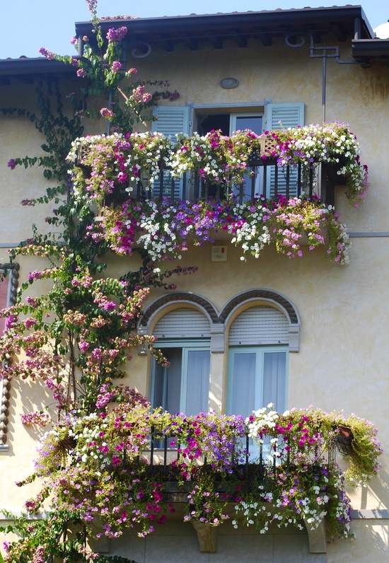 Plantele de balcon decorează balustrade albe decorate în mov Plantele de balcon decorează balustrade albe violete