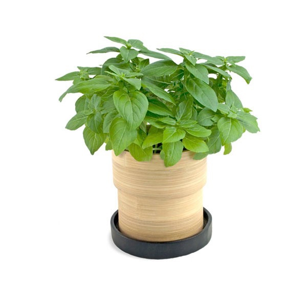 Proprietăți de busuioc - ghiveci de sol în ghiveci - sfaturi de îngrijire a ierburilor de bucătărie Proprietăți de îngrijire a cultivării busuiocului - sol din ghiveci - ierburi de bucătărie