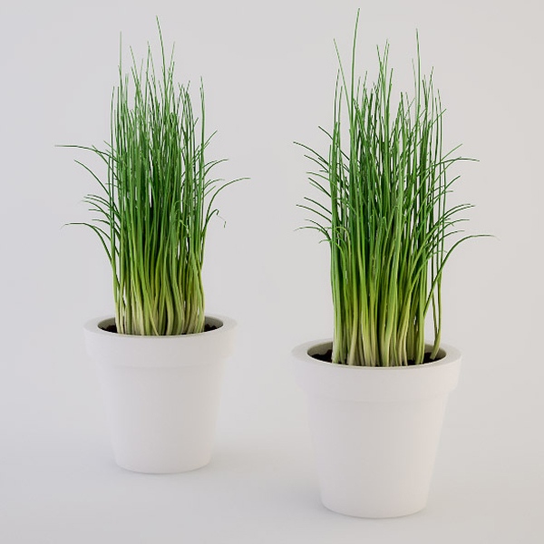 Arpagic Grădină aromată de ierburi Ierburi culinare ușor de întreținut, parfumate Arpagic ierburi sfaturi pentru îngrijirea grădinii ierburi de bucătărie