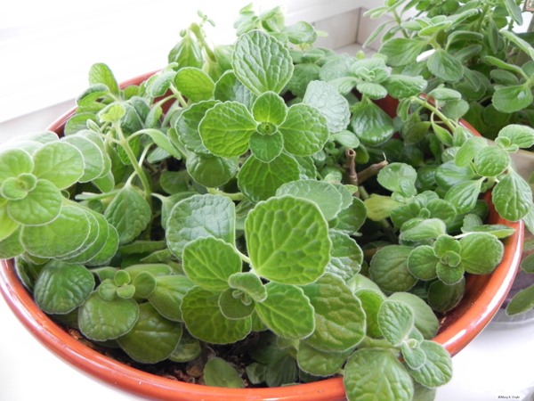 Cultivarea oreganului idei practice condimentarea îngrijirii grădinii de ierburi Oregano în creștere Sfaturi pentru îngrijirea grădinii de ierburi condimentate