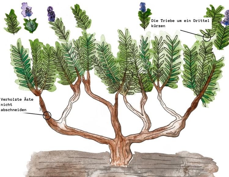Instrucțiuni și sfaturi pentru tăierea lavandei cu schiță