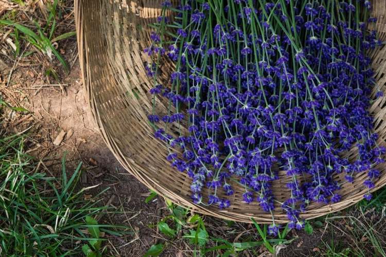 Tunderea lavandei Sfaturi de grădină pentru tăierea în timpul verii