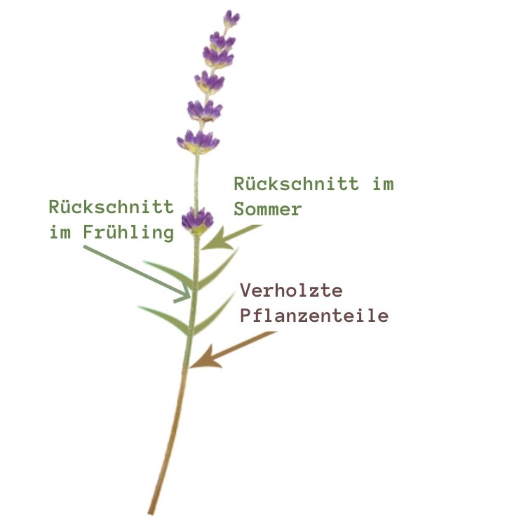 Tundere schiță de lavandă în primăvară și vară