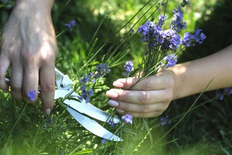 Când tăiați lavanda în grădină vara sau primăvara