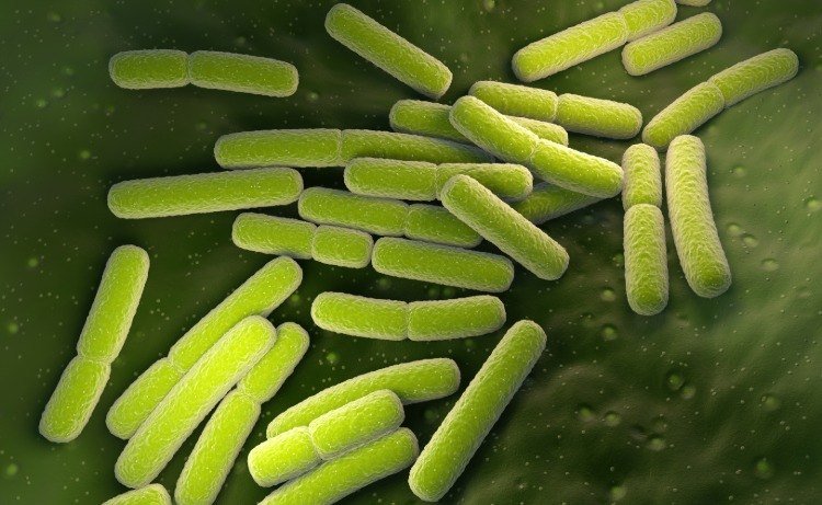 Bacteriile koli ca cauză a intestinului cu scurgeri