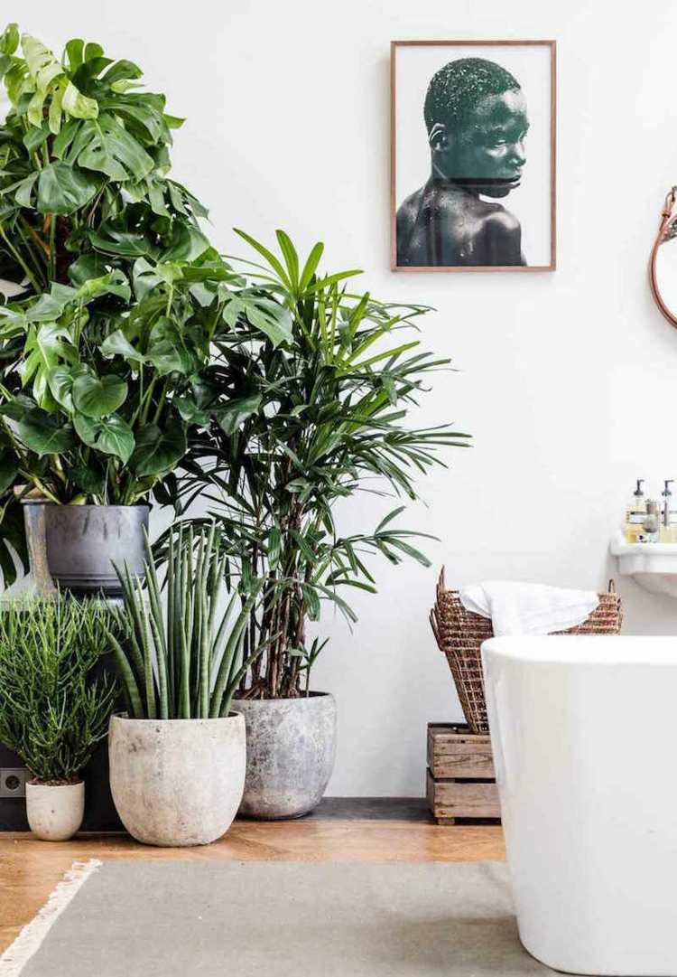 plante-baie-fereastră-frunze-podea-mare-aloe-cipru-iarbă-baie-cadă-cadă-rufe-coș-imagine