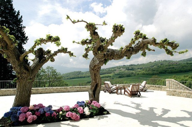 idei terasa copaci hortensie decupaj beton idei-terase-copaci-hortensii-decupaj-beton