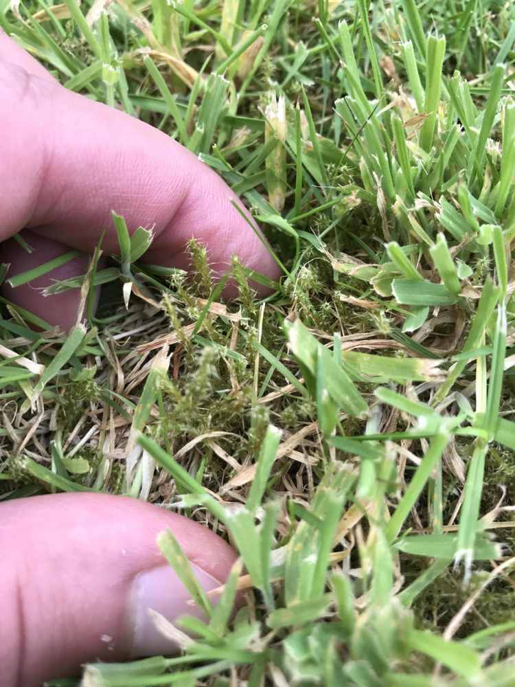 Moss în motivele luptei pe gazon