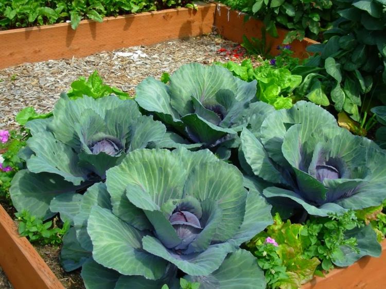 Pentru grădina de bucătărie, tipurile de legume și fructe trebuie planificate cu atenție Creați-grădină-de-legume-varză-decorativă-pat-de-legume-tăiate-din-lemn