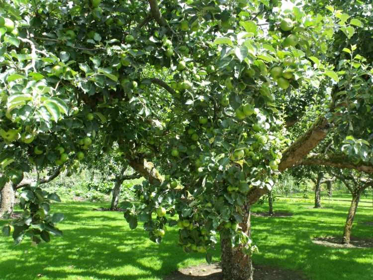 Pomii fructiferi aparțin și grădinii de bucătărie creați o grădină de legume-pom-fructe-sfaturi-umbră-peluză-livadă