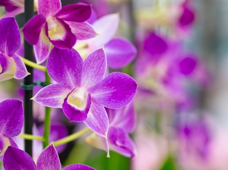 Phalaenopsis, Vanda și alte soiuri stimulează înflorirea după o perioadă de odihnă