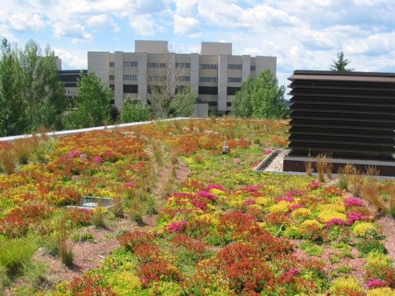 Acoperiș plantat cu acoperire de sol diferită Plante-acoperișuri verzi-idei-acoperire a solului