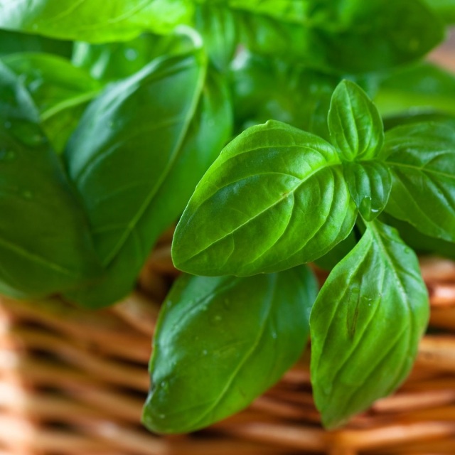 plantele cultivă busuioc verde proaspăt la gătit Cultivați verde busuioc proaspăt delicios atunci când gătiți
