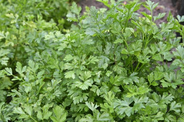 cultivarea plantelor de pătrunjel cu beneficii care afectează bucătăria cultivarea pătrunjelului beneficiază de afectarea sănătății bucătăriei