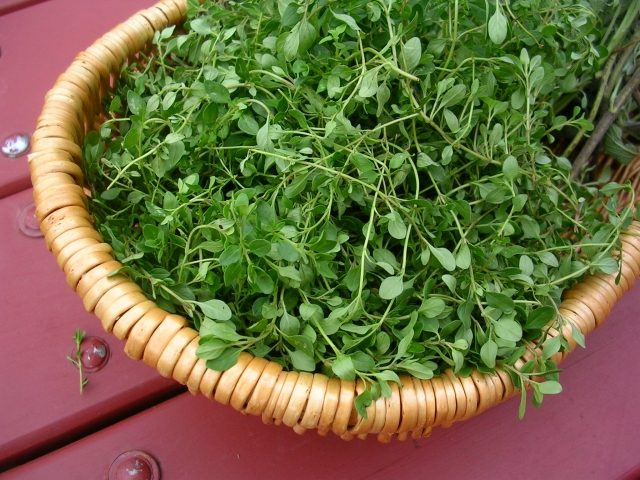 cultivare plante cos lichen flori verzi cimbru sfaturi și idei coș lichen flori verzi cimbru