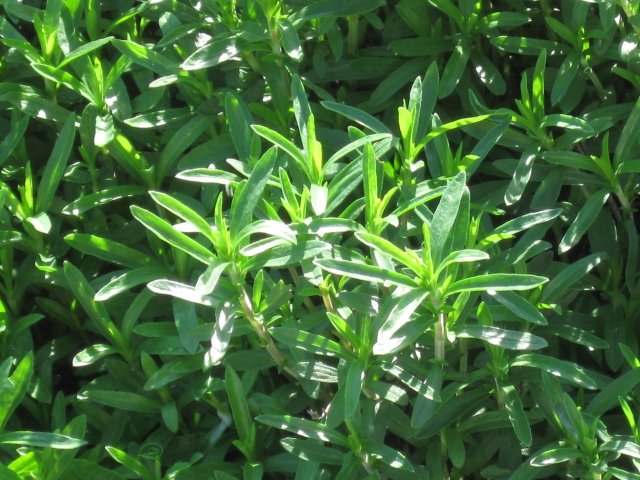 ideile cultivă cina sărată adaugă condiment aromat cultivarea plantelor cina savurată adăuga condiment aromat