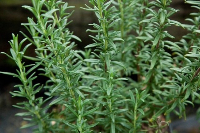 cultiva plante rozmarin verde pentru a creste singur verde rozmarin pentru tine singur pentru a crește singur bucătărie ajutor