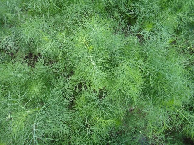 cultivare plante mărar salată de cartofi iaurt potrivit mărar salată de usturoi de cartofi îngrijire potrivită proaspătă