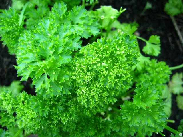cultiva patrunjel condimente aromate verde idei delicioase cultivare plante patrunjel condimente aromate vârfuri verzi