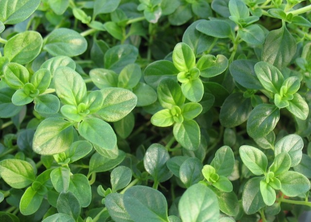 cultiva flori verzi aromate proaspete cimbru delicios cultiva plante flori verzi proaspete aromate delicioase