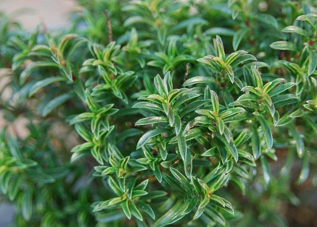 plantare cultivare sărată cultivare gătit sfaturi utile plantare cultivare sărată creștere gătit idei utile