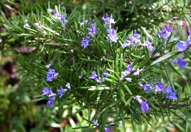 flori albastre rozmarin condimente necesare lucrări de grădinărit cultivare plante rozmarin albastru flori condimente gradina