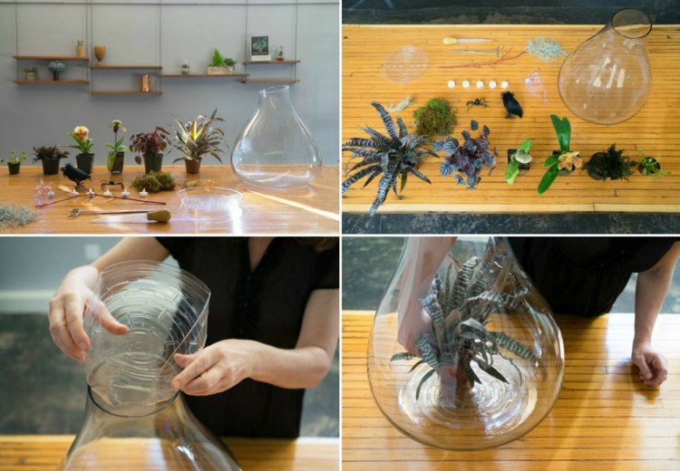 plante terariu halloween instrucțiuni bromelia acvariu