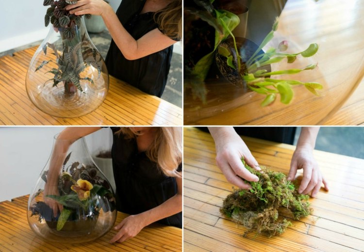 plante terariu halloween face-te muschi venus flytrap