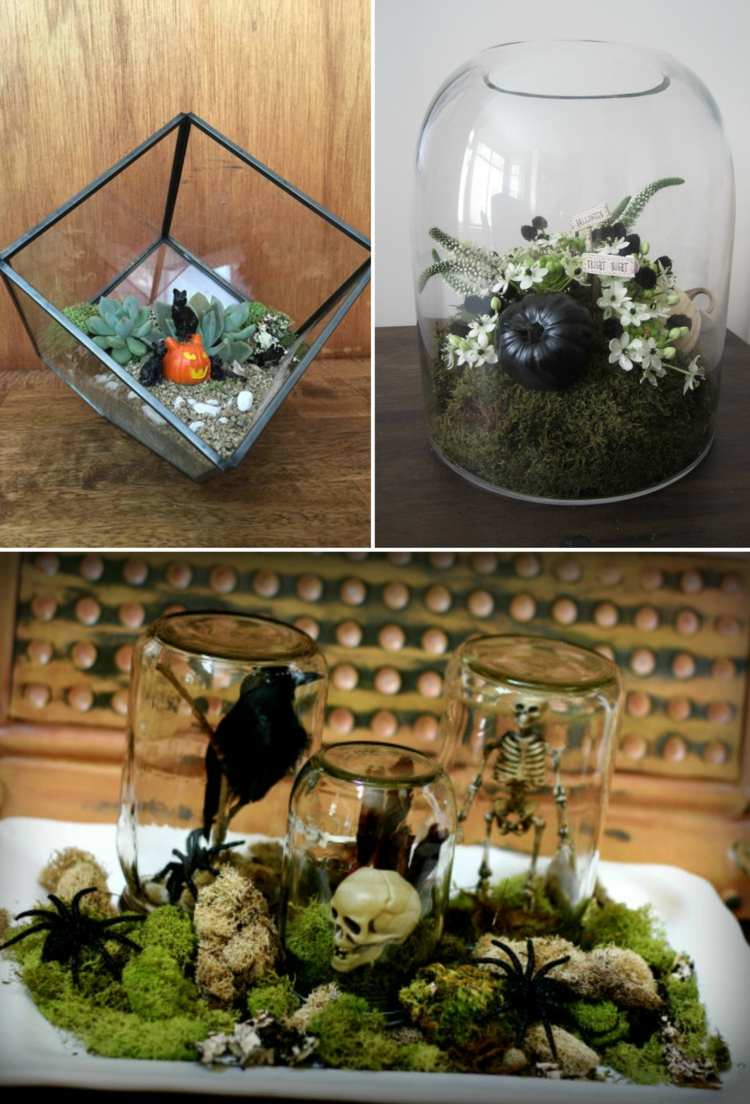 plante de Halloween idei de terariu fă-o singur craniu dovleac negru