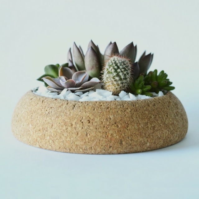Plantele de deșert plantează ghiveci plută formă sinuoasă pământ nisipos Plută ghiveci plută formă sinuoasă pământ nisipos ușor de îngrijit
