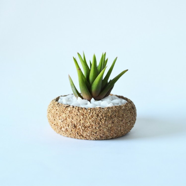 Planta ghiveci rustic frumos plută mici plante de apartament suculente rustic frumos plută mici plante de apartament suculente im verde