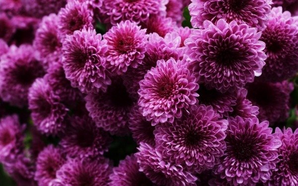 Crizanteme Bush culori violete Plante-tufiș-inserare-crizanteme