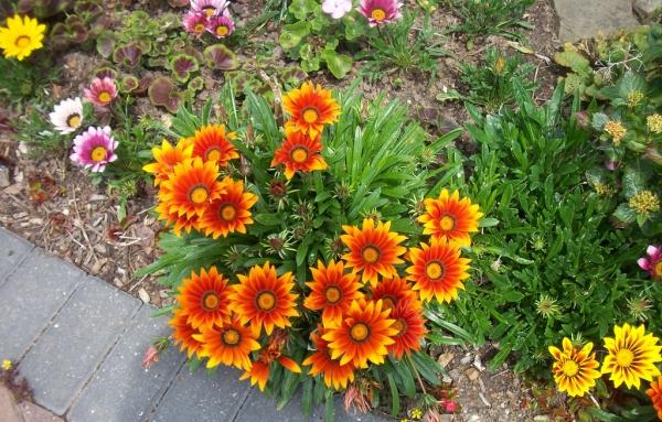 Îngrijire nutrienți sfaturi de plante sol paturi de grădină maro-galben-crizantemă