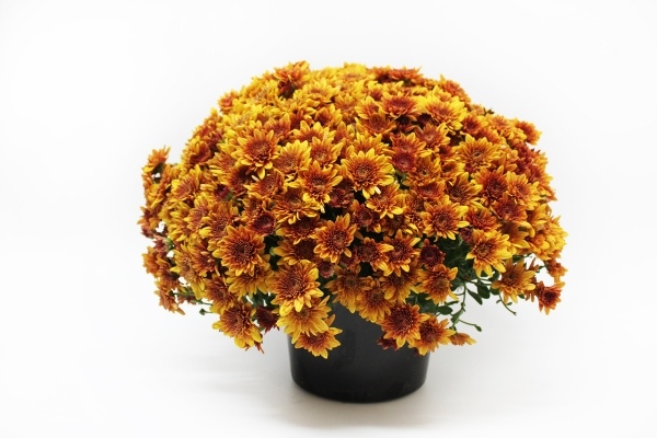 Ghiveci cu flori Crizantema Ghiveci din plastic portocaliu Buchet-drăguț-crizanteme-galben-auriu
