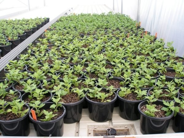 Tunderea crizantemelor îngrijire idee sfat Turnați oale-plastic-crizanteme-îngrășământ