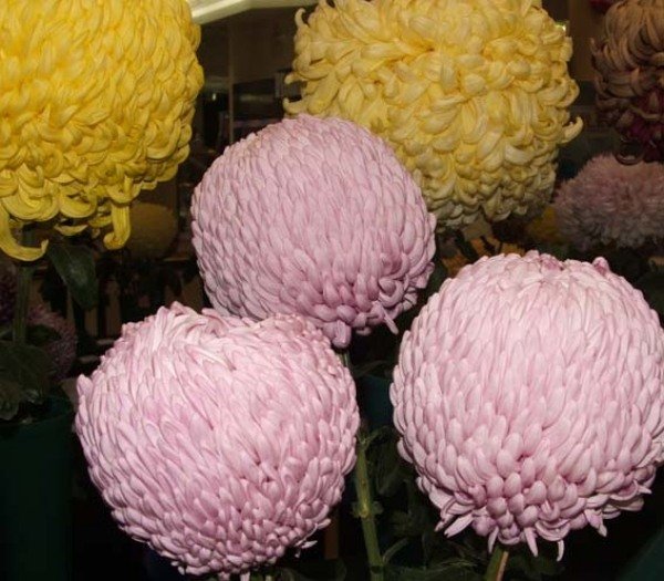 Crizanteme sferice de culoare galben roz Idei-flori-crizanteme-sfaturi de plante