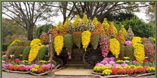 Tufișuri de crizanteme pe stradă Decor-colorat-drăguț-crizanteme