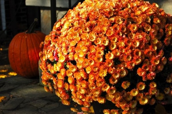 Crizanteme portocalii toamnă formă mică Buchet colorat casa cu crizanteme