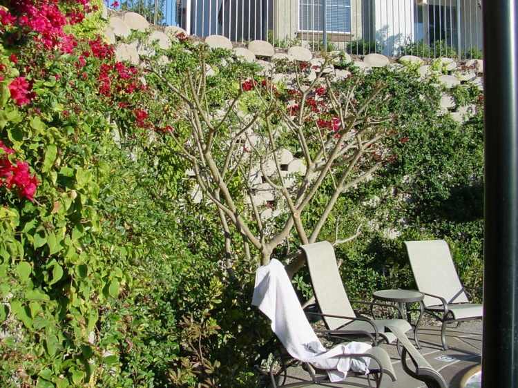 Grădina este împodobită cu un ecran de confidențialitate din beton, plantat atractiv pietre-gradina-beton-zidire-cladire-plante-cataratoare-sezlong