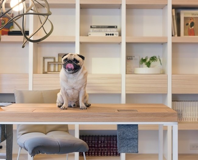 Mobilier de apartament de design popular-mobilier simplu Mobilier de apartament cu design popular - sistem de rafturi pentru mobilier simplu